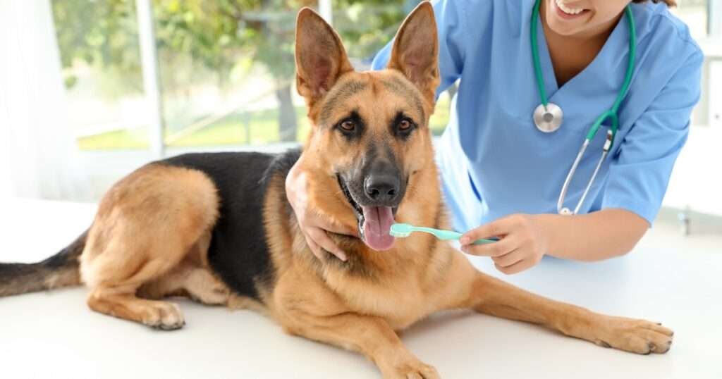 Dental Care for Pets